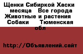 Щенки Сибиркой Хаски 2 месяца - Все города Животные и растения » Собаки   . Тюменская обл.